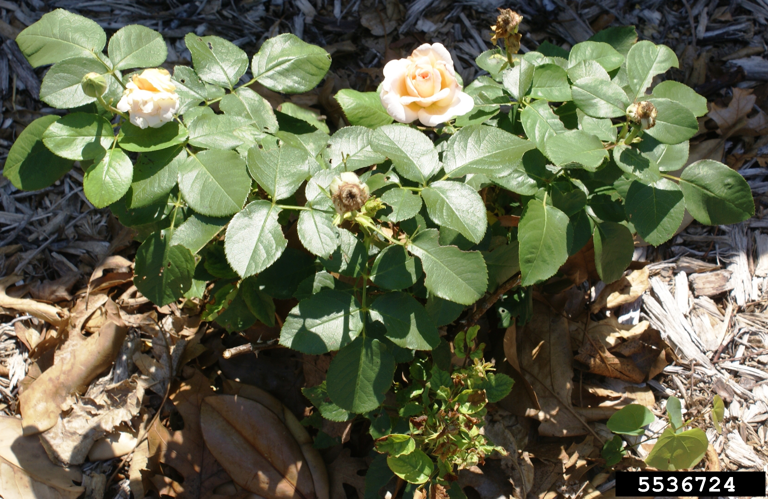 Rose rosette disease on plant